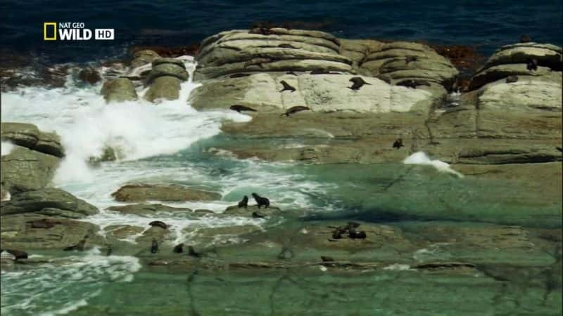 ¼Ƭ֮ս Fur Seals: Battle for SurvivalĻ/Ļ