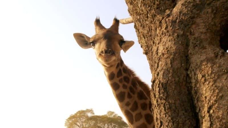 ¼Ƭ¹ľ Giraffes: Africa's Gentle Giantsȫ1-Ļ/Ļ