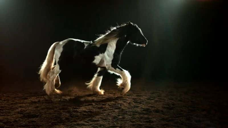 ¼Ƭһʿ First Horse WarriorsĻ/Ļ