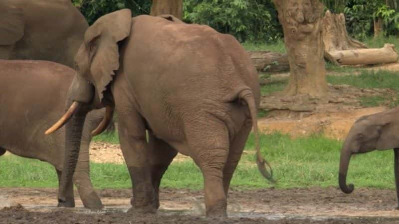 ¼Ƭɭִ󣺴е¡¡BBC Forest Elephants: Rumbles in the Jungle (BBC)1080Pȫ1-Ļ/Ļ