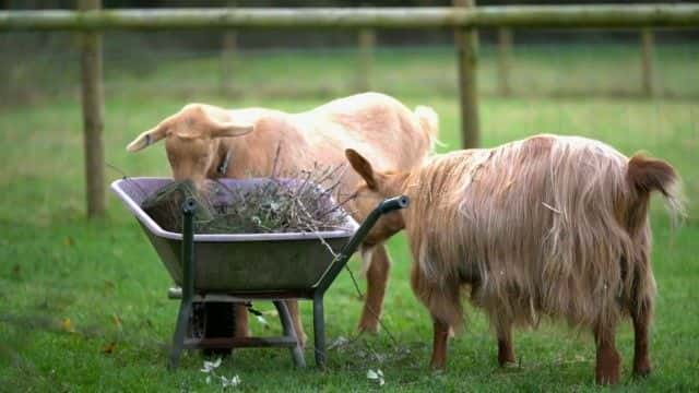 ¼Ƭũҵ Farming on the Spectrum1080Pȫ1-Ļ/Ļ