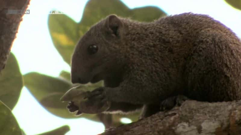 ¼ƬɭֵĻ죺̨ Echoes of the Forest: Taiwanese SquirrelsĻ/Ļ