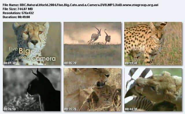 ¼Ƭֻèһ̨ Five Big Cats and a CameraĻ/Ļ