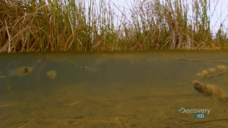 ¼ƬصĲݺ Everglades River of GrassĻ/Ļ