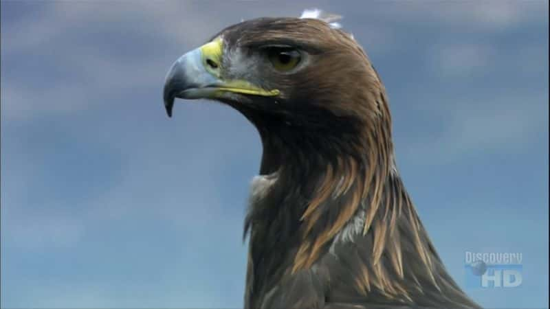 ¼ƬӥҰߣ The Eagle's View (Sight)Ļ/Ļ