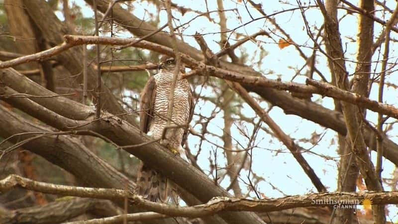 ¼Ƭӥ֮ Goshawk: Soul of the Wind1080Pȫ1-Ļ/Ļ