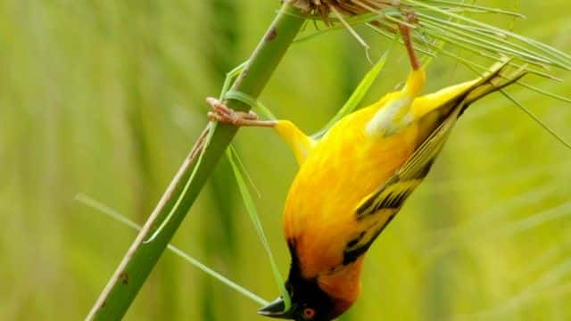 ¼Ƭϵΰ (BBC) Earth's Great Rivers (BBC)1080Pȫ1-Ļ/Ļ