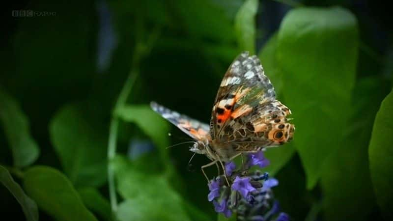 ¼Ƭð The Great Butterfly Adventureȫ1-Ļ/Ļ