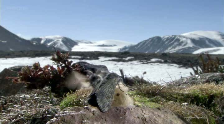 ¼Ƭʥؼʷʫ֮ Frozen Planet Christmas Special: The Epic JourneyĻ/Ļ