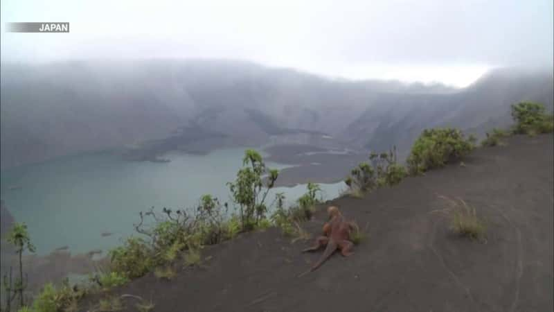 纪录片《鬣蜥的伟大进化——厄瓜多尔加拉帕戈斯群岛 The Great Evolution of Iguanas - Galapagos Islands, Ecuador》[无字][BT][1080P]资源下载