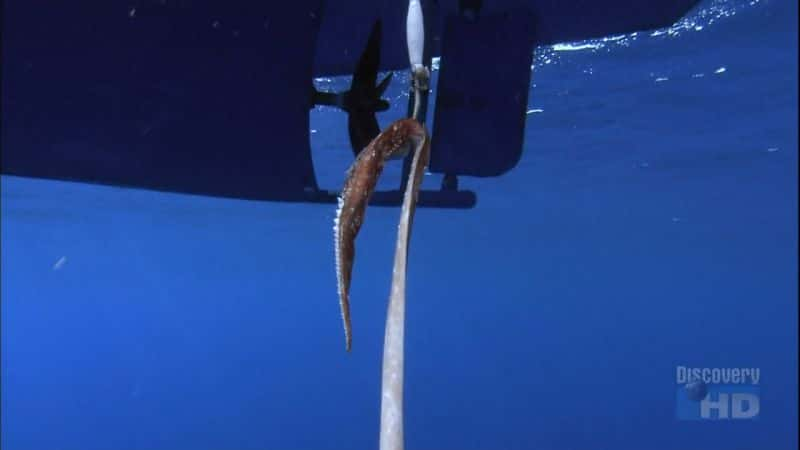 ¼Ƭ׽ Giant Squid: Caught on CameraĻ/Ļ