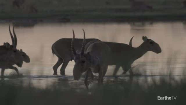 ¼ƬȺ Elena and the Saiga1080Pȫ1-Ļ/Ļ