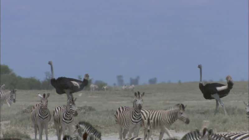 ¼Ƭ Great Zebra ExodusĻ/Ļ