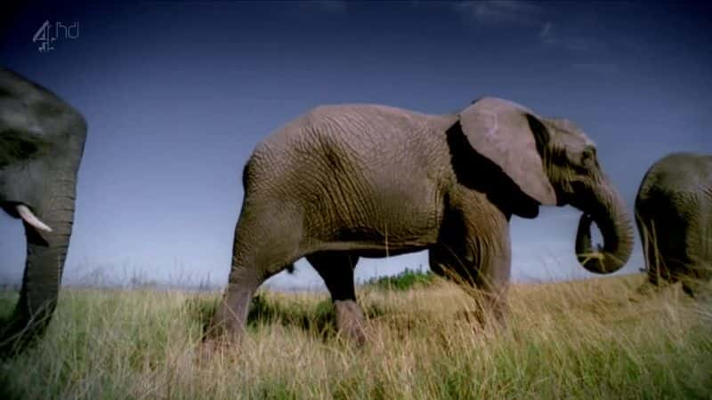 ¼Ƭ () Elephant (Ch4)ȫ1-Ļ/Ļ