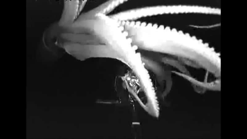 ¼Ƭ㲻ܵ Giant Squid: Filming the Impossibleȫ1-Ļ/Ļ