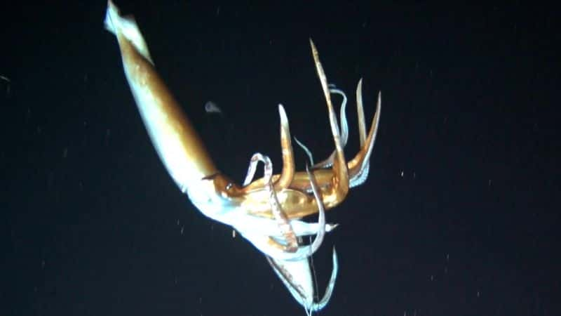 ¼Ƭ㲻ܵ Giant Squid: Filming the Impossibleȫ1-Ļ/Ļ