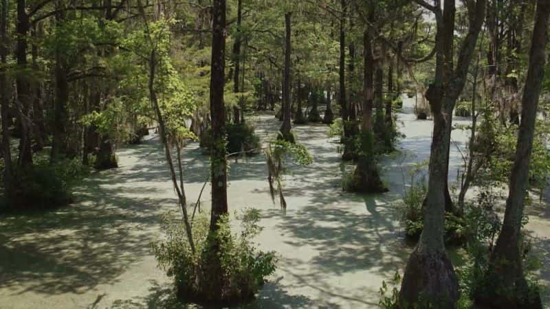 ¼Ƭҵ Escape to the Great Dismal Swamp1080P-Ļ/Ļ