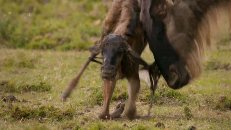 纪录片《非洲大迁徙 The Great African Migration》[无字] [BT][DVD画质]资源下载