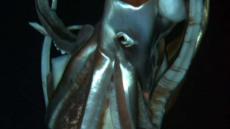 ¼Ƭ㲻ܵ Giant Squid: Filming the Impossibleȫ1-Ļ/Ļ