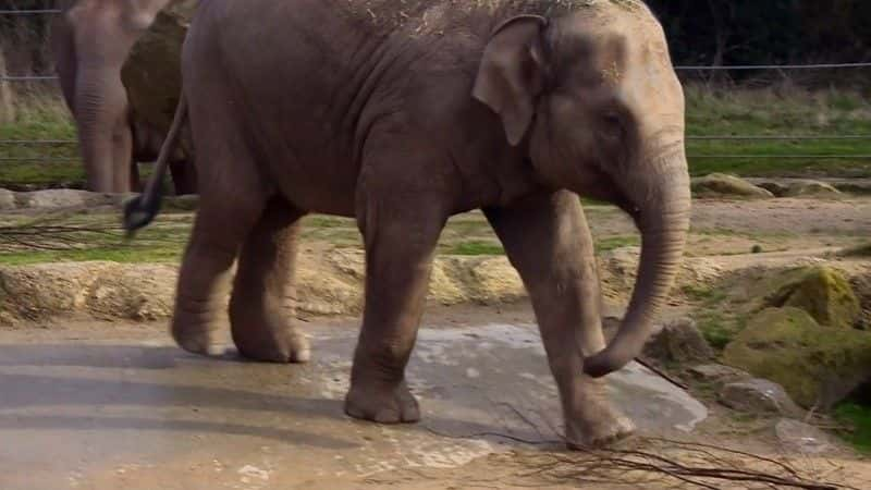 ¼ƬƶеĴ Elephants on the Moveȫ1-Ļ/Ļ