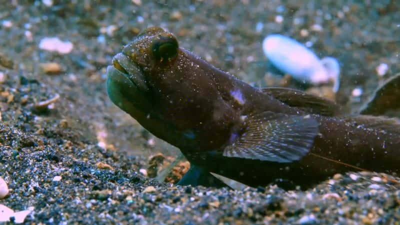 ¼ƬGreat Blue Wild ϵ 1  12  ӡǣе Great Blue Wild Series 1 Part 12 Indonesia: Life in the Muck1080P-Ļ/Ļ