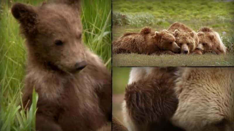 纪录片《大熊监视 Great Bear Stakeout》[无字][BT][1080P]资源下载