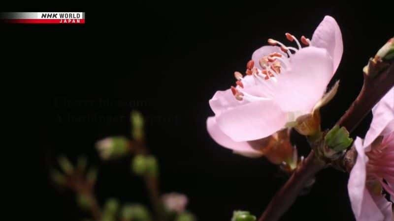 ¼Ƭӣػ The Guardian of Cherry Treesȫ1-Ļ/Ļ