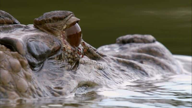 ¼Ƭѷˮ̡ (BBC) Giant Otters of the Amazon (BBC)1080Pȫ1-Ļ/Ļ