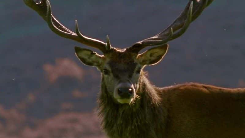 ¼Ƭʥߣ¶һ (BBC) Earth Pilgrim: A Year on Dartmoor (BBC)ȫ1-Ļ/Ļ