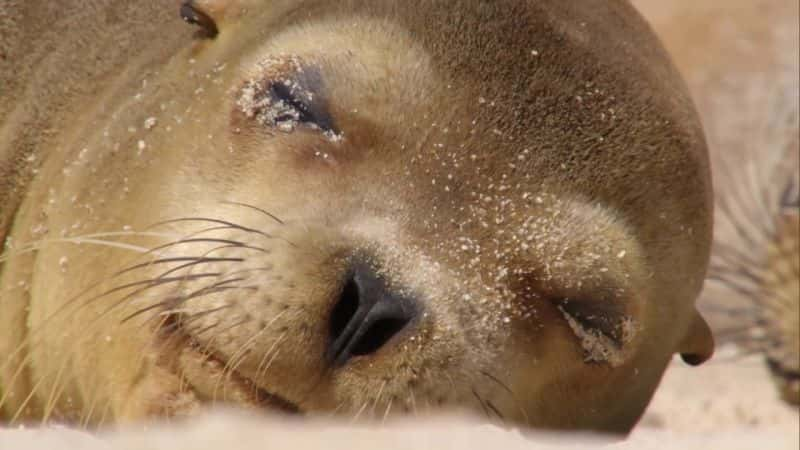 ¼Ƭ˹Ⱥ֮ Galapagos: Islands of ChangeĻ/Ļ