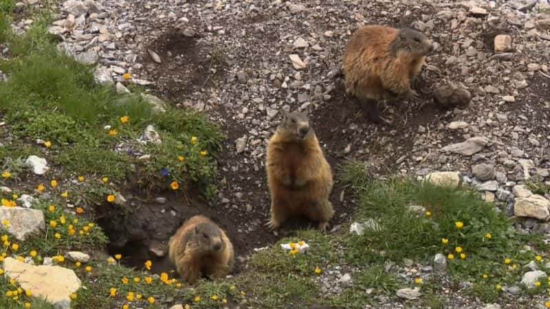 ¼Ƭ¶ʿĻҰ Engadin: Switzerland's Wilderness1080P-Ļ/Ļ