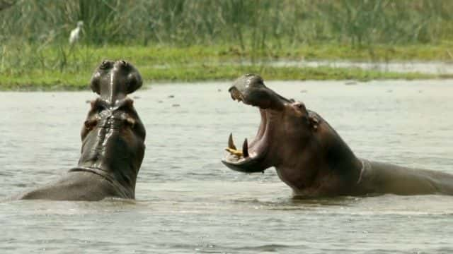 ¼Ƭϵΰ (BBC) Earth's Great Rivers (BBC)1080Pȫ1-Ļ/Ļ