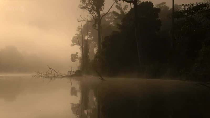 ¼Ƭѷˮ̡ Giant Otters of the Amazonȫ1-Ļ/Ļ