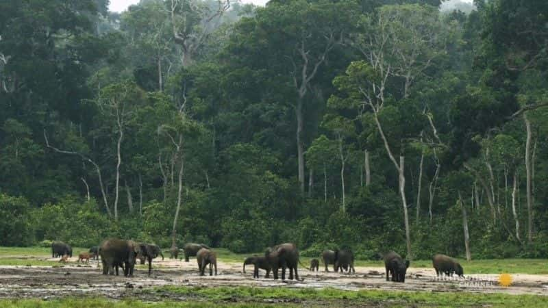 纪录片《加蓬大猩猩 Gorillas of Gabon》[无字][BT][720P]资源下载