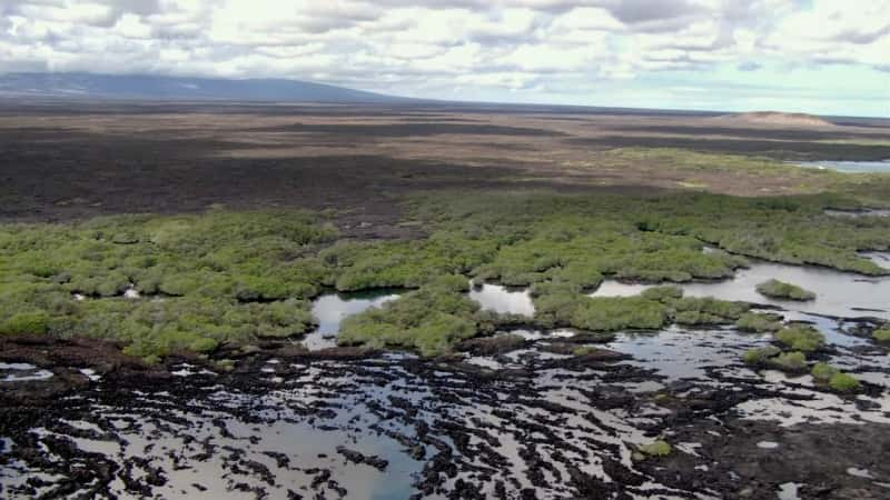 ¼Ƭ˹ȺӢ㲥˾ Galapagos (BBC)ȫ3-Ļ/Ļ