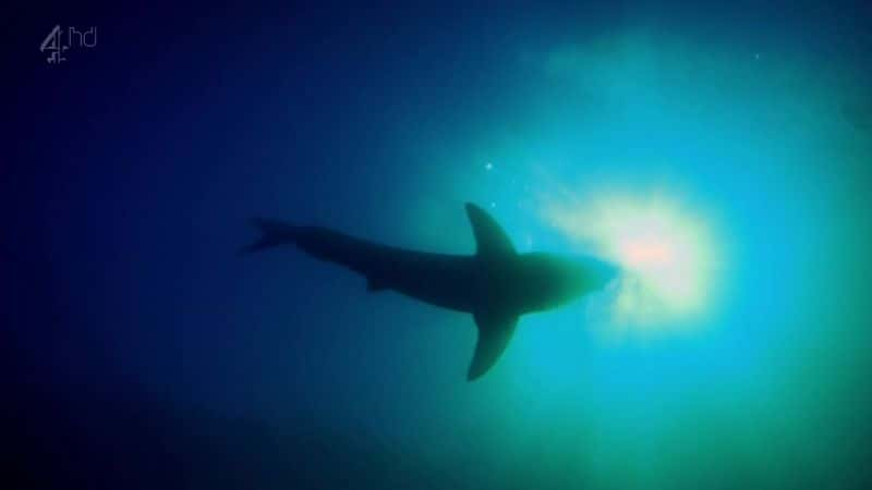 ¼Ƭ () Great White Shark (Ch4)ȫ1-Ļ/Ļ