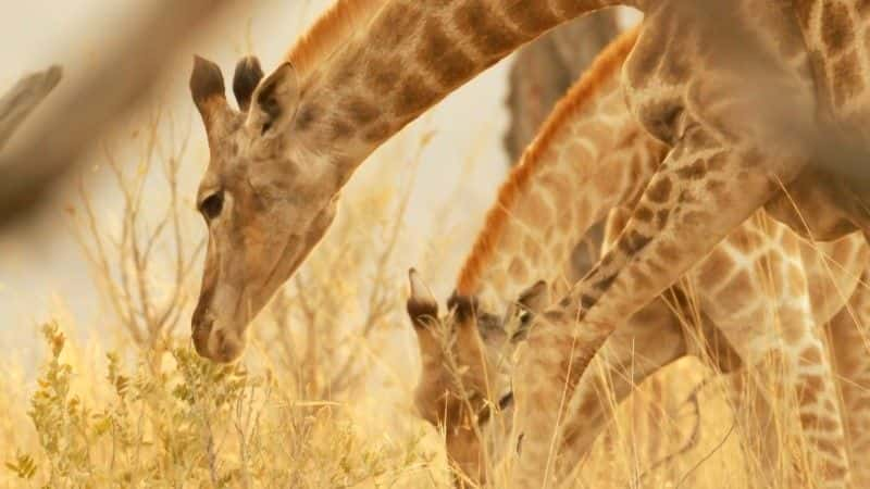 ¼Ƭ¹ľ (BBC 1080p) Giraffes: Africa's Gentle Giants (BBC 1080p)1080Pȫ1-Ļ/Ļ