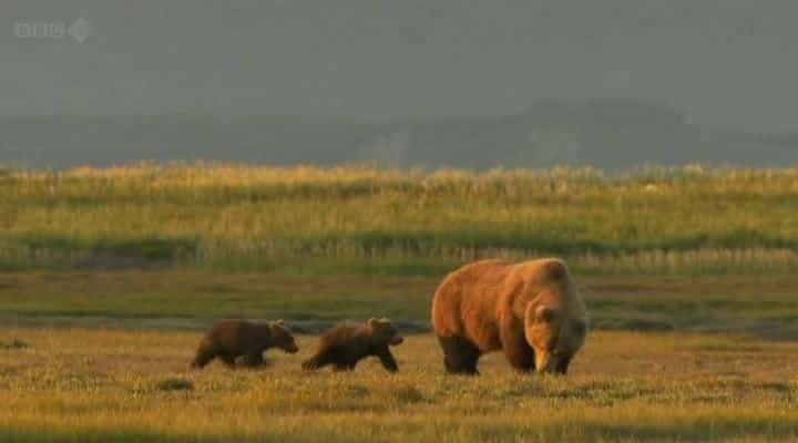 ¼Ƭ˹ӻܶ Grizzlies of Alaskaȫ1-Ļ/Ļ