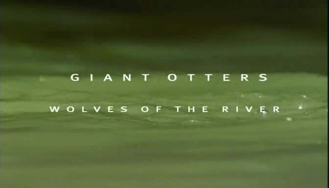 ¼Ƭˮ̡ Giant Otters: Wolves of the RiverĻ/Ļ