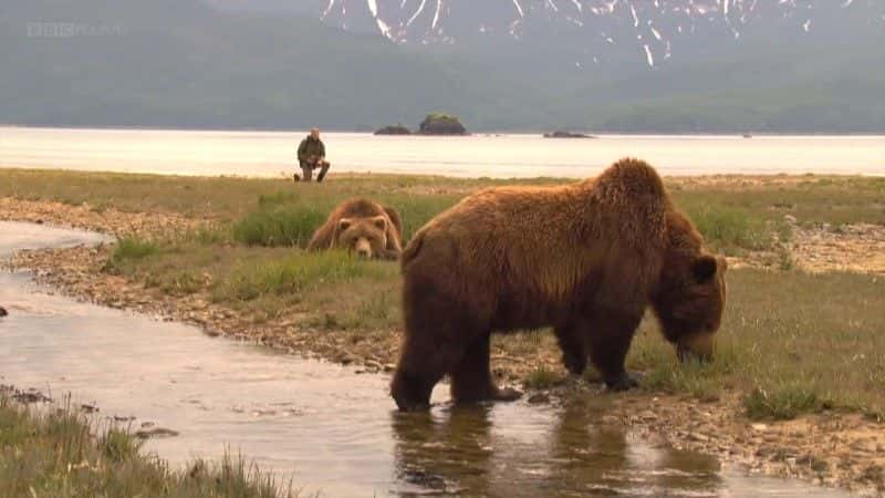 ¼Ƭ˹ӻܶ (BBC 1080p) Grizzlies of Alaska (BBC 1080p)1080Pȫ1-Ļ/Ļ