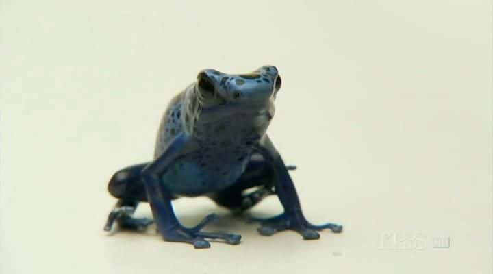 ¼Ƭܣϸ Frogs: The Thin Green Lineȫ1-Ļ/Ļ