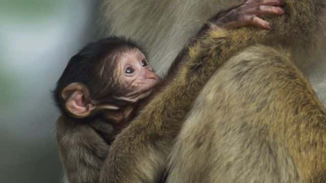 ¼ƬII⨺ Dynasties II Macaque1080Pȫ1-Ļ/Ļ