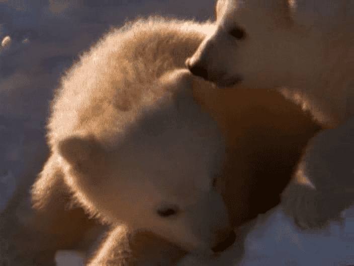 ¼Ƭ The Great White Bearȫ1-Ļ/Ļ