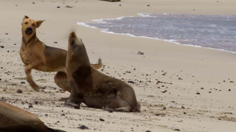 ¼Ƭ˹Ⱥ֮ Galapagos: Islands of ChangeĻ/Ļ