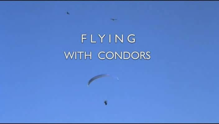 纪录片《与秃鹰一起飞行 Flying with Condors》[无字] [BT][DVD画质]资源下载