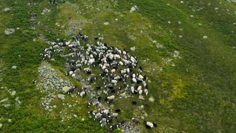 ¼Ƭɽۼ The Great Mountain Sheep GatherĻ/Ļ