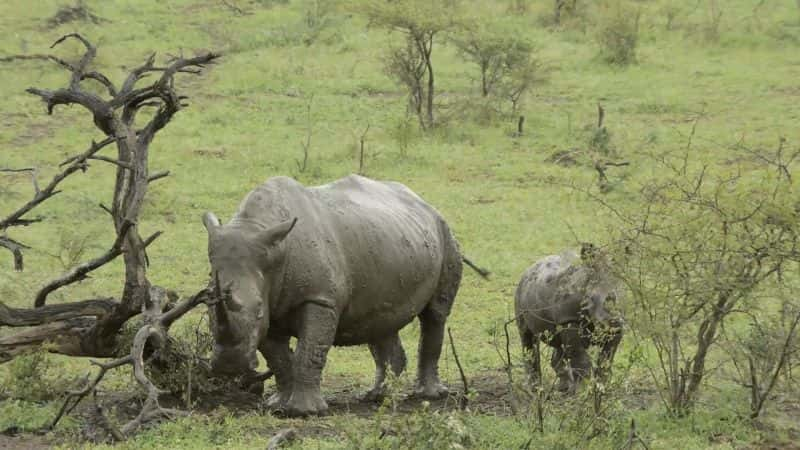 ¼ƬΰĹ԰Hluhluwe-iMfolozi Great Parks of Africa: Hluhluwe-iMfolozi1080P-Ļ/Ļ