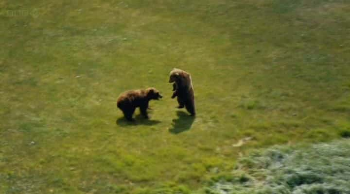 ¼Ƭ˹ӻܶ Grizzlies of Alaskaȫ1-Ļ/Ļ