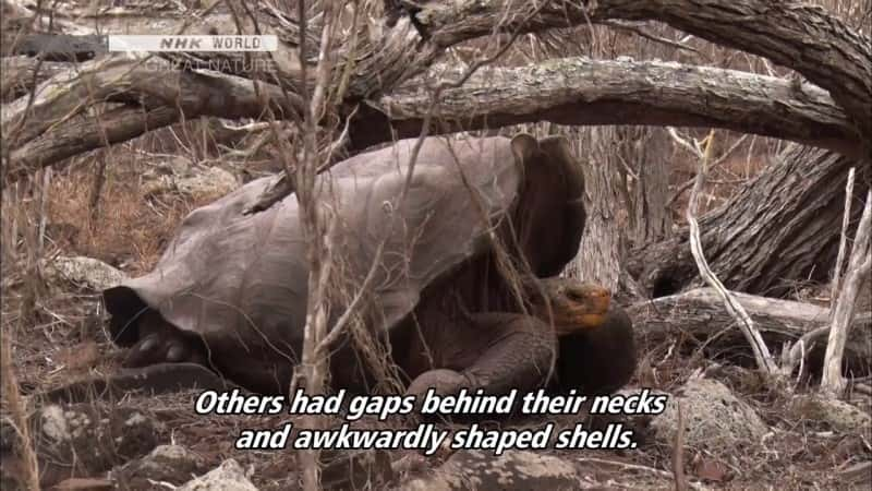 纪录片《鬣蜥的伟大进化——厄瓜多尔加拉帕戈斯群岛 The Great Evolution of Iguanas - Galapagos Islands, Ecuador》[无字][BT][1080P]资源下载