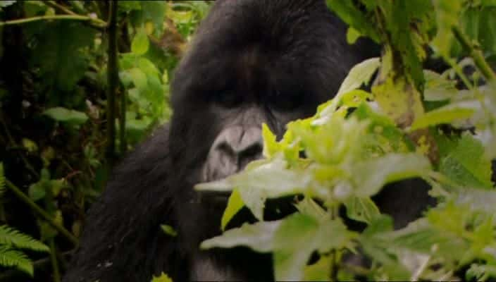 ¼ƬıɱάʧĴ Gorilla Murders: The Lost Gorillas of the Virunga720Pȫ1-Ļ/Ļ